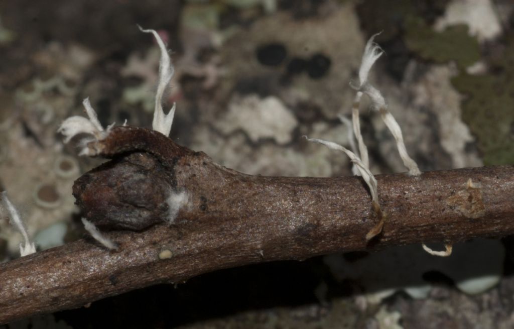 tutte Xylaria hypoxylon??